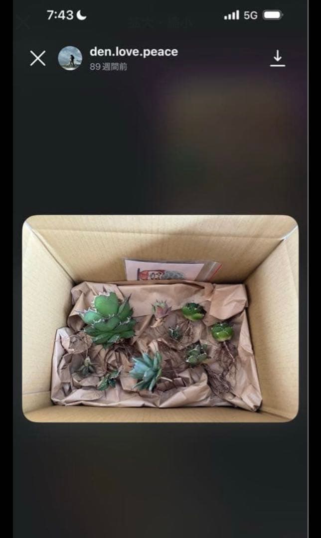 亀*ん様 アガベ　達磨　dennis000 発根済み子株