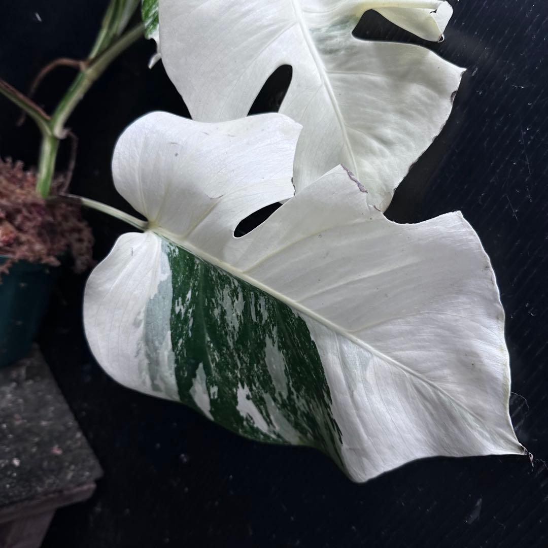 わ*か様 斑入りモンステラ ホワイトタイガー極美大株53cm白斑多