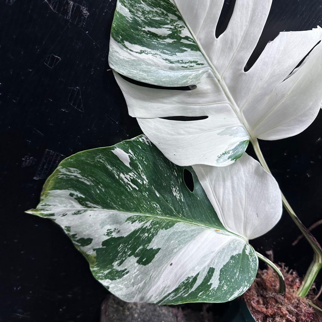 わ*か様 斑入りモンステラ ホワイトタイガー極美大株53cm白斑多