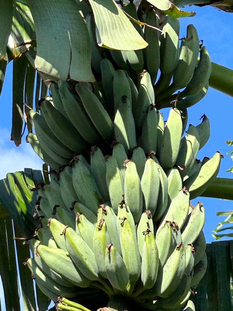 収穫用。251㎝巨大★ドワーフマッサン・バナナ苗◆高糖度。耐寒性が強く初心者向け