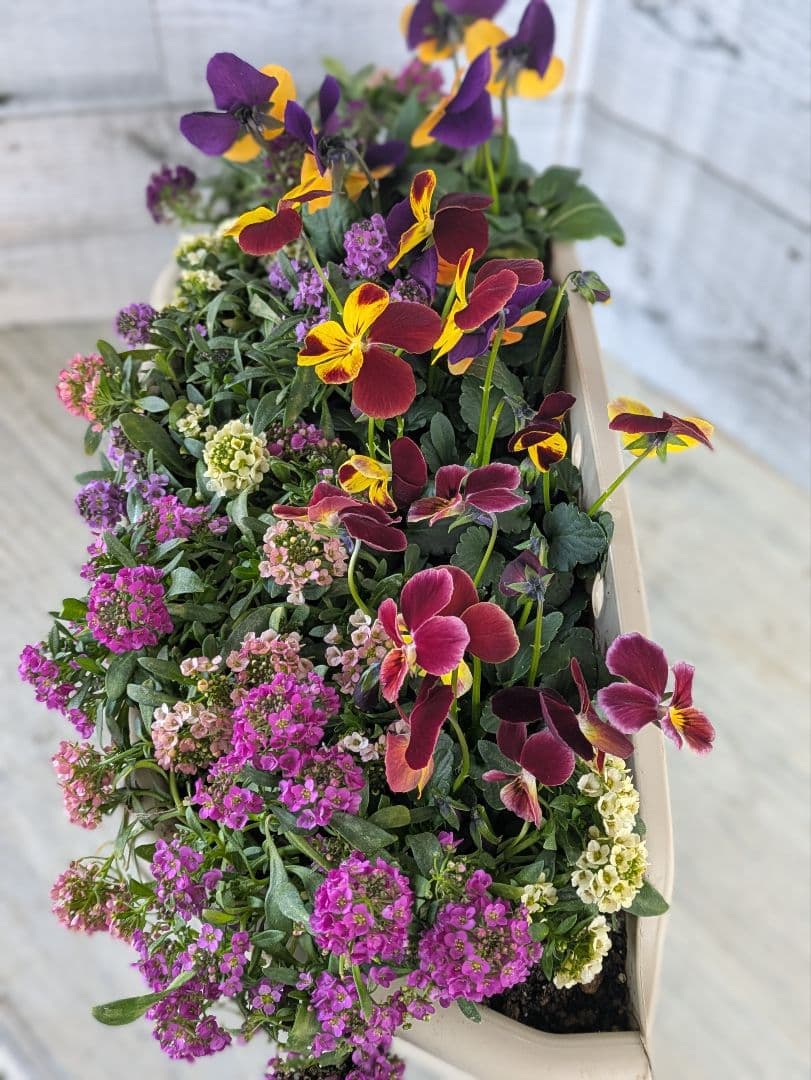 ローズガーデン【現品・鉢まま出荷】季節の寄せ植え3点＆ビオラのセット