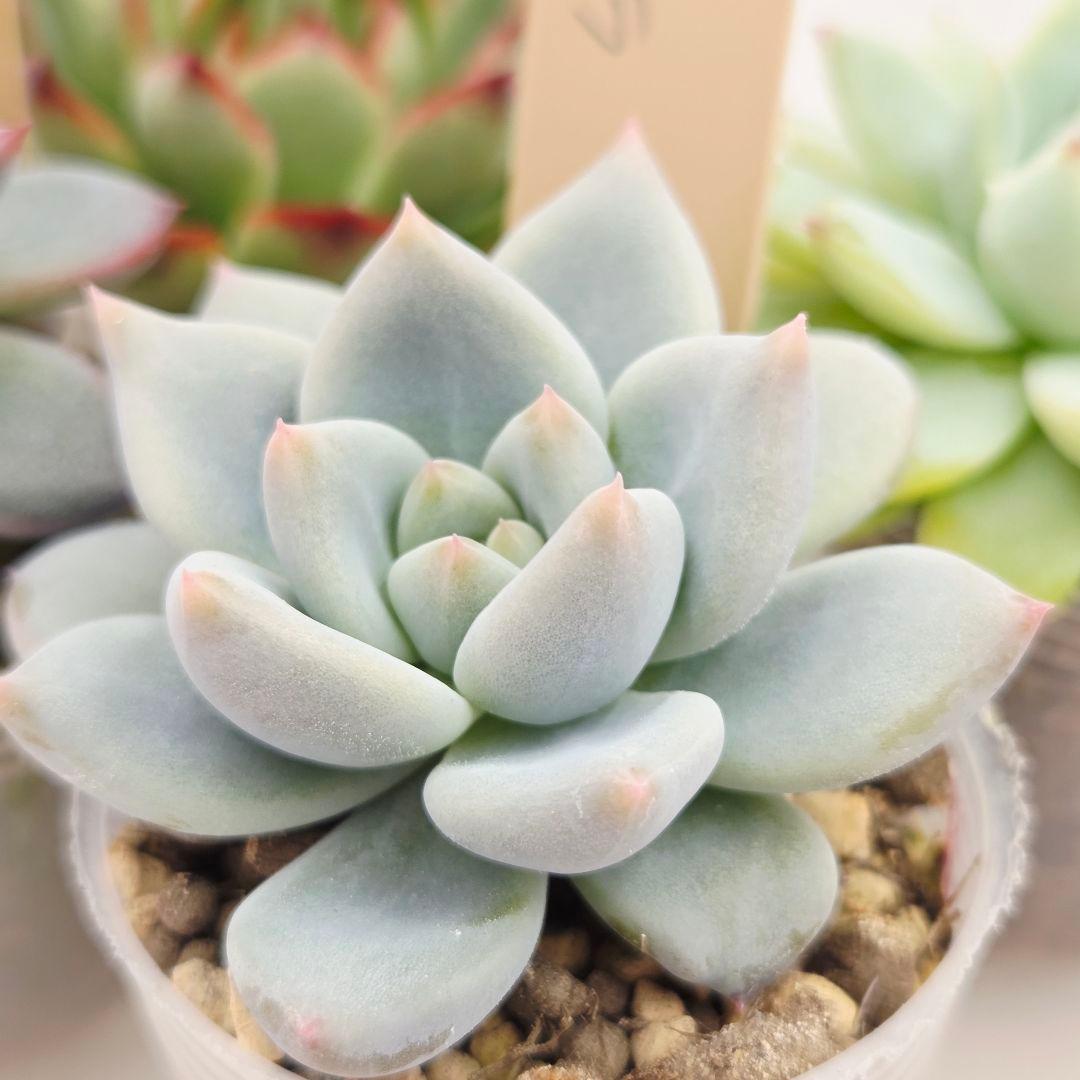 ⑥大きめ ももホイップ❣️中里リンゼアナ交配❣️発根済6苗メルカリ便込