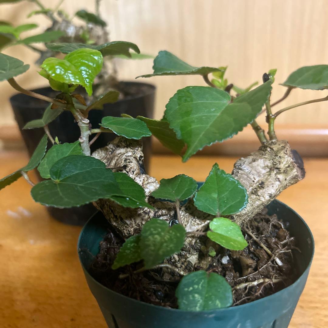 オオハマボウ！クリスマスセール12/25まで