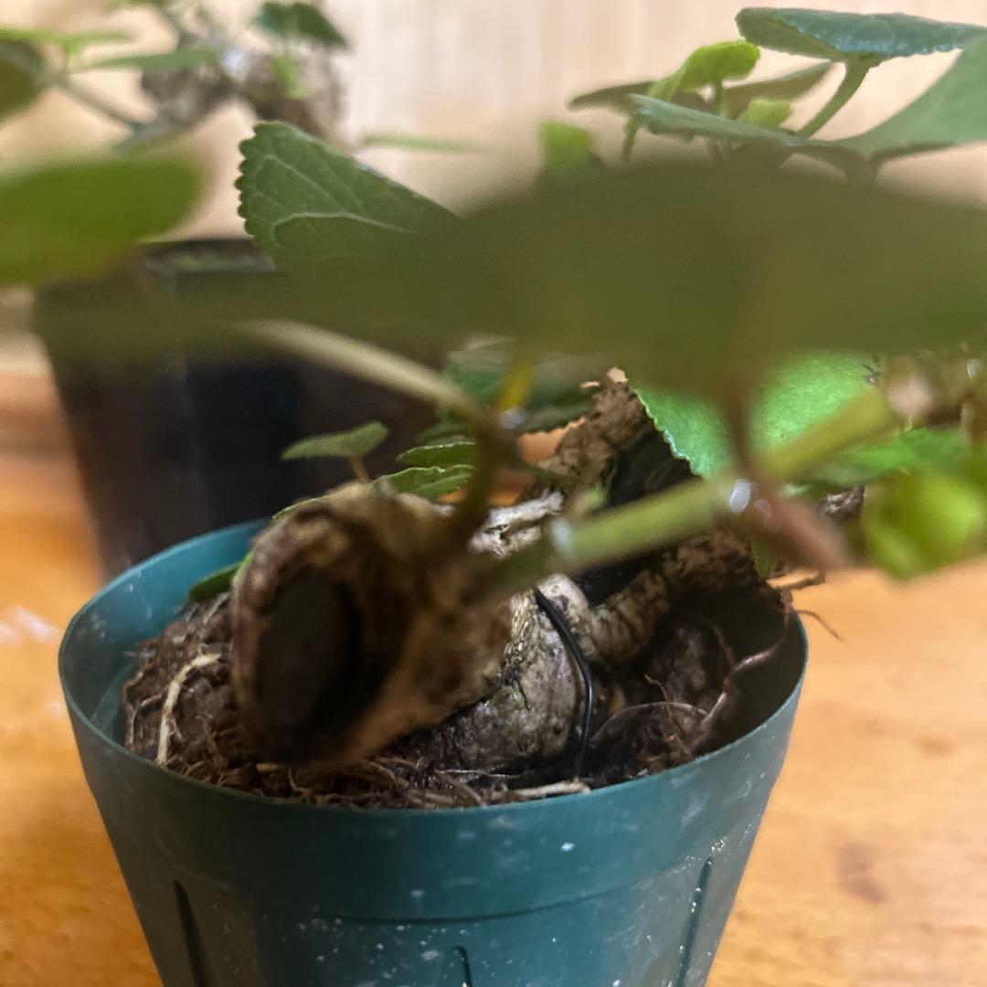 オオハマボウ！クリスマスセール12/25まで