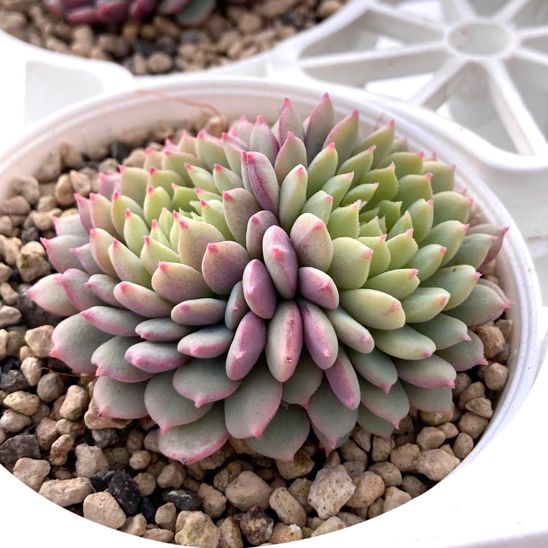 花*ん様 【鉢付き】ミックスベリア ちょこん8苗セット売りまとめ売りおらいさん自