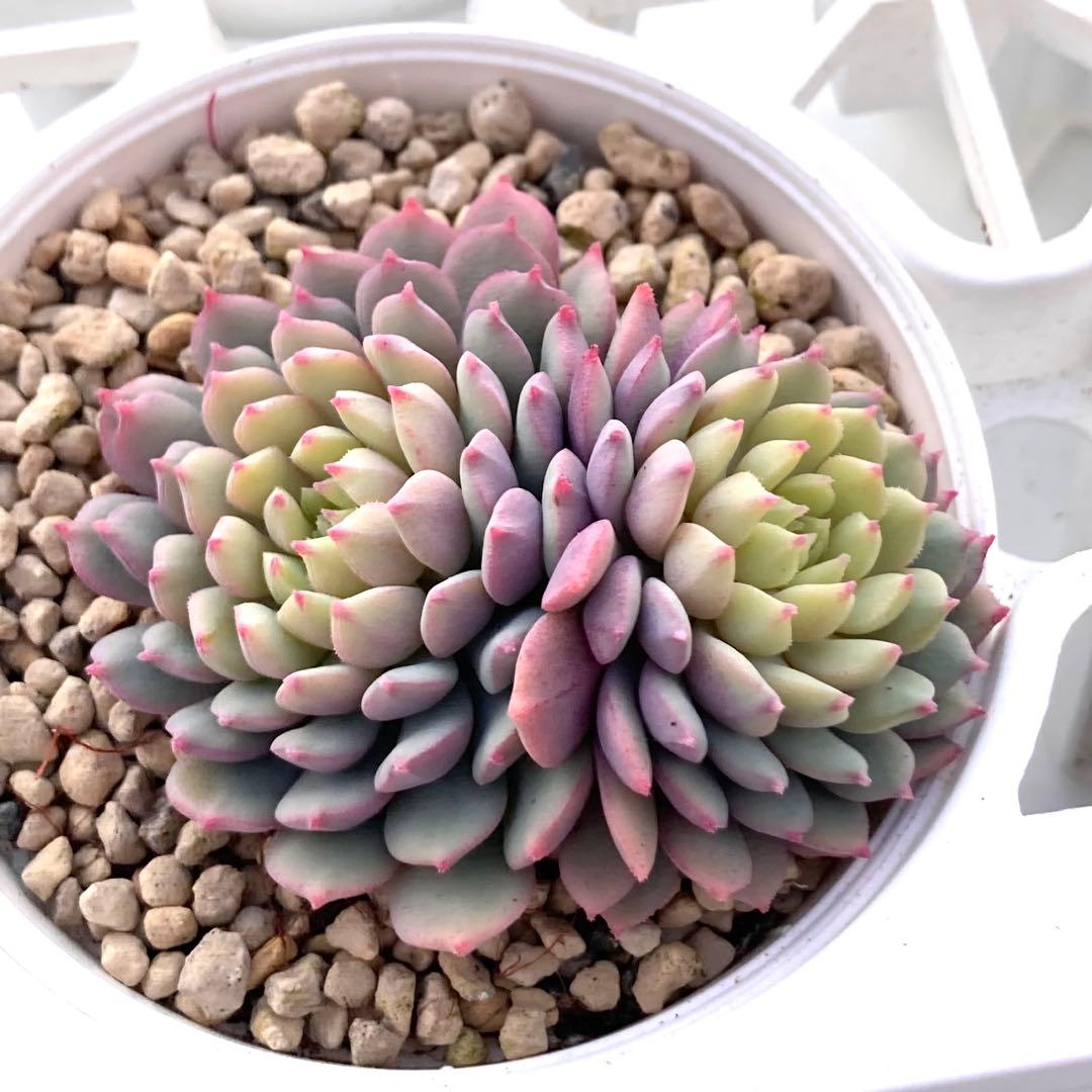 花*ん様 【鉢付き】ミックスベリア ちょこん8苗セット売りまとめ売りおらいさん自