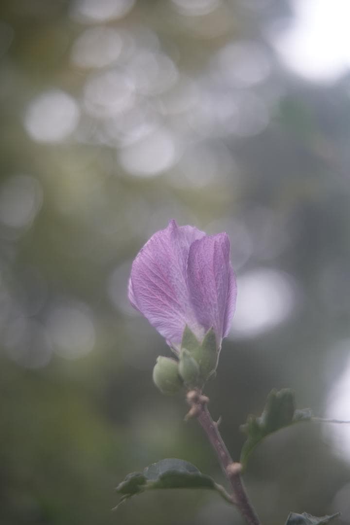 限界値下げ！Som Berthiot 50mm f2.8 NEX改 銘玉