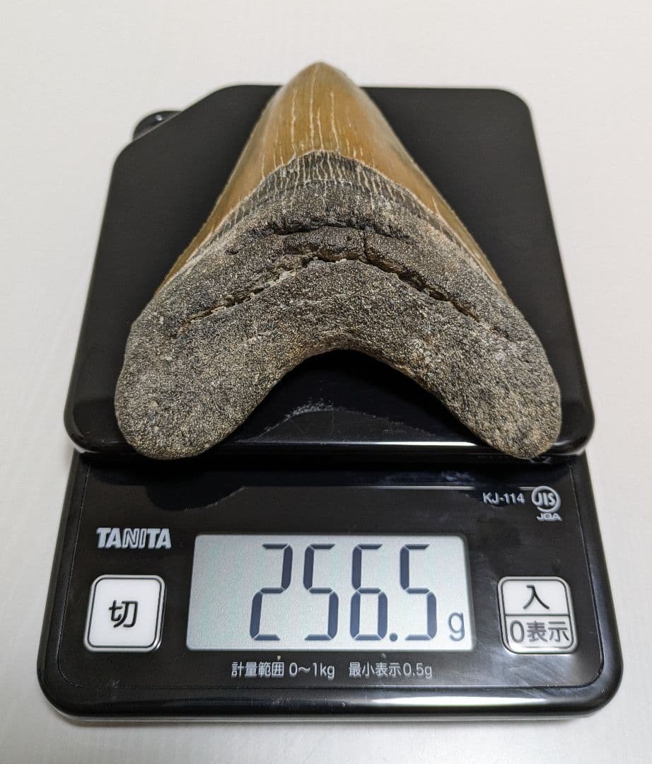 メガロドン化石 重さ256.5g 長辺約127mm(約5インチ) 横辺約93mm