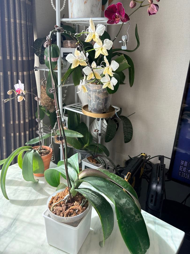 超レア★【強香大株】希少交配種★シレリアナｘスチュアートアナ 洋ラン　洋蘭