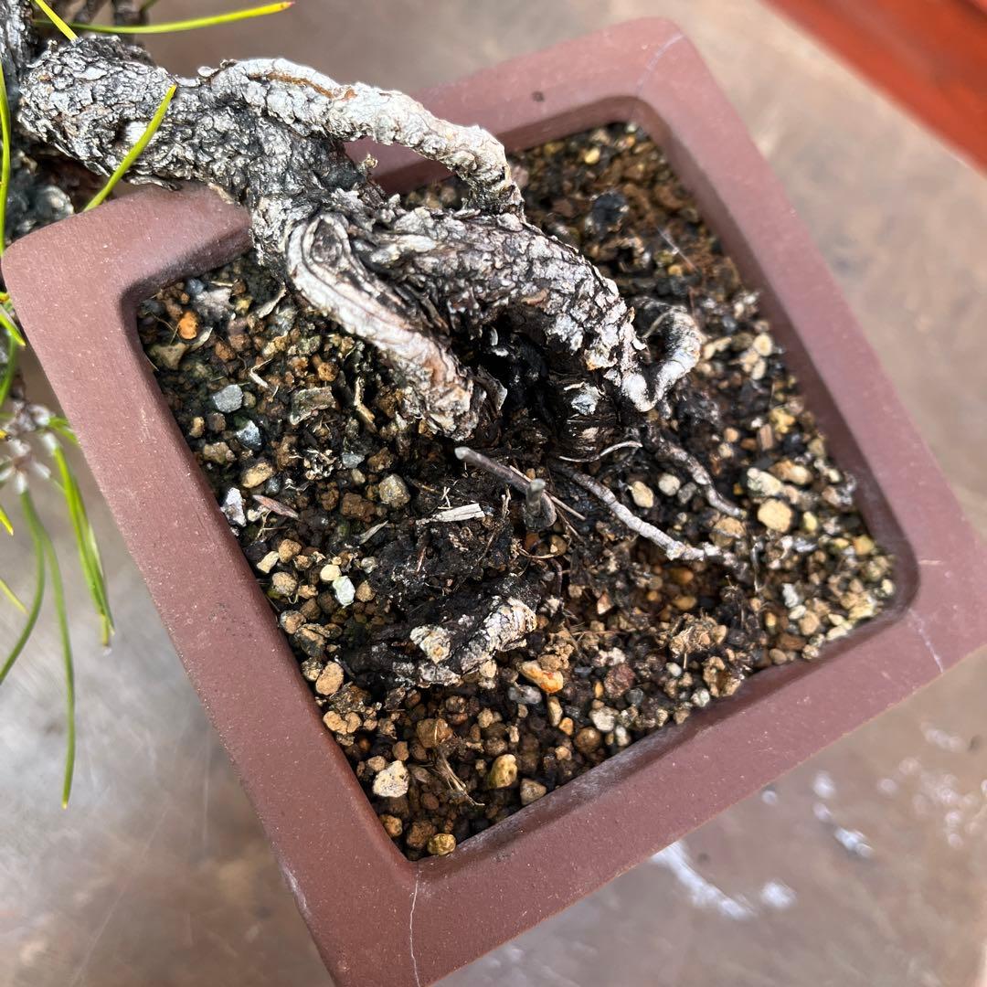黒松 小品盆栽
