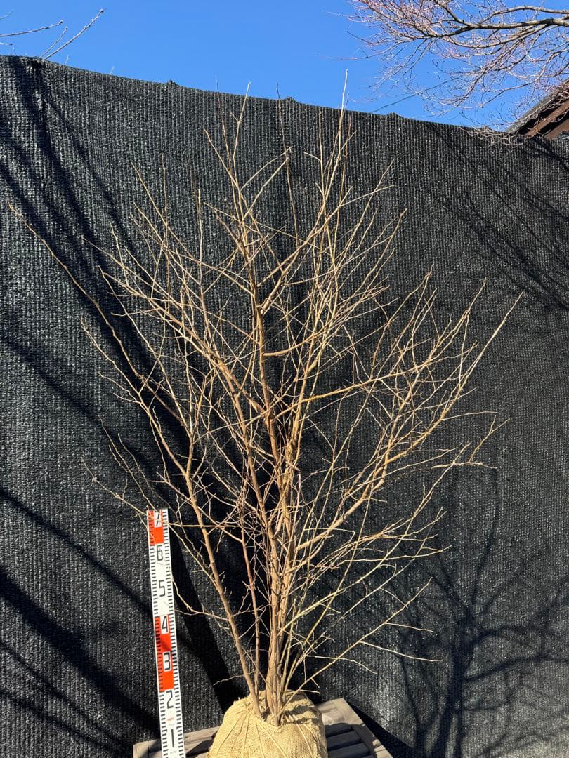 エゴノキ　大株　株立ち　【品番3543】