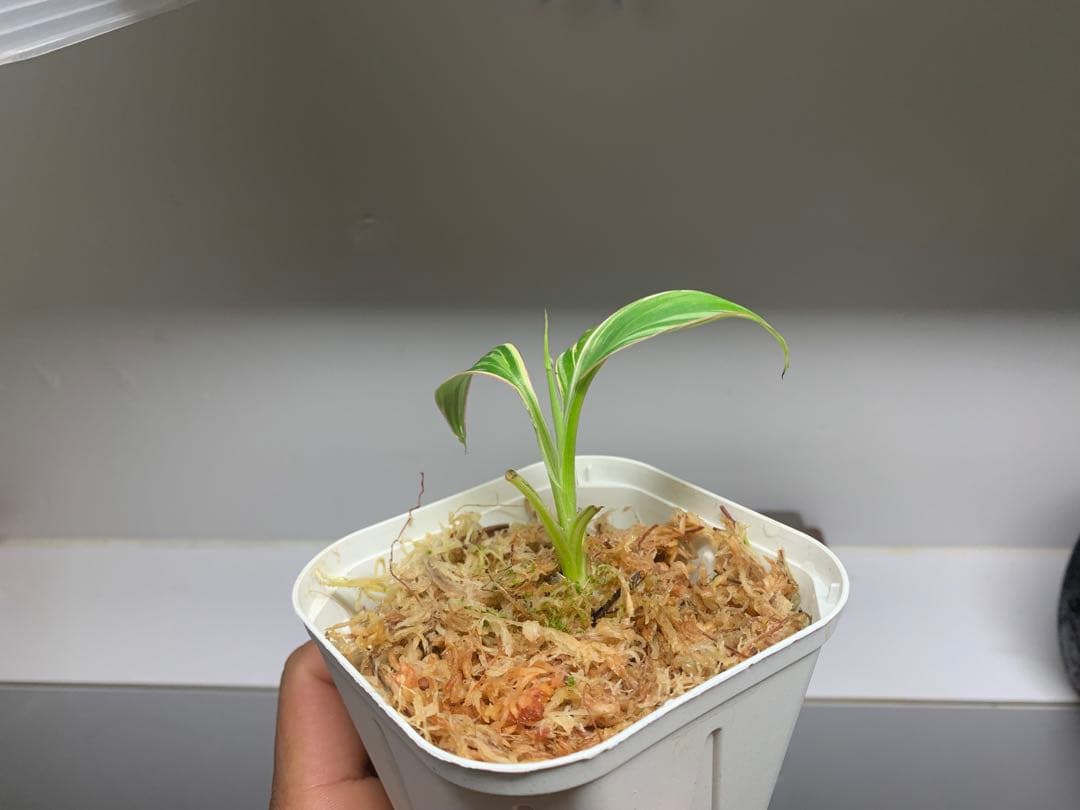 3X MUSA Nono / ムサノノ　バナナ