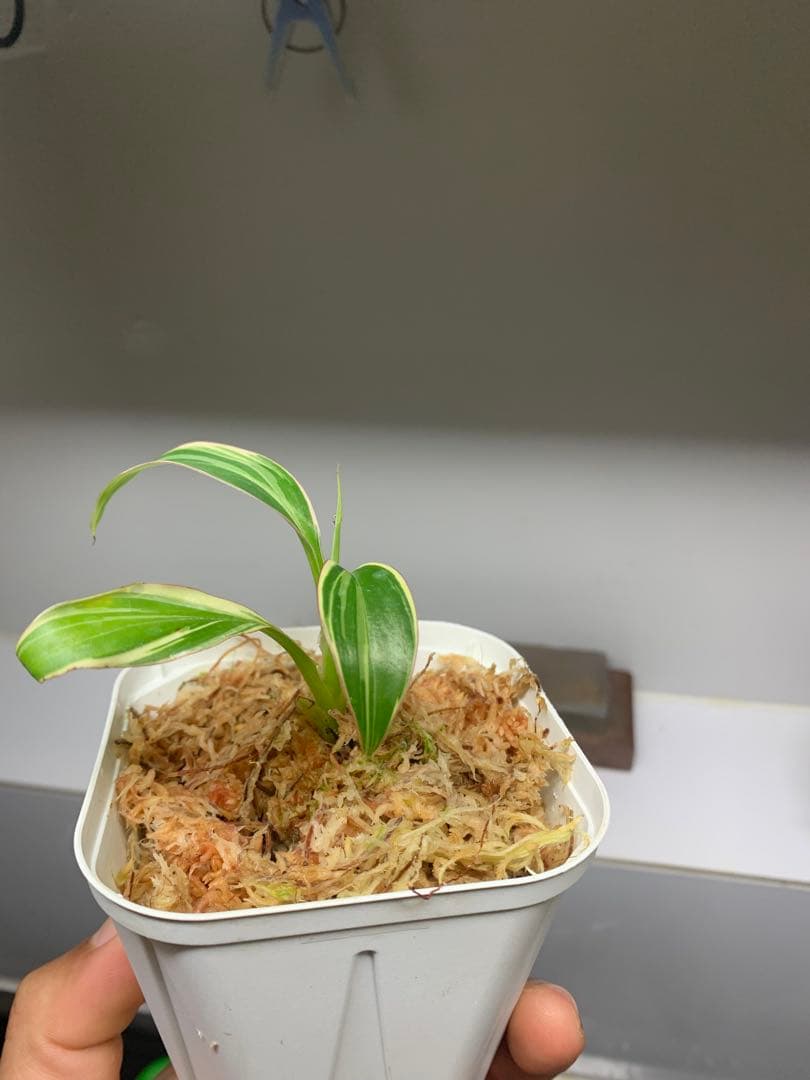 3X MUSA Nono / ムサノノ　バナナ