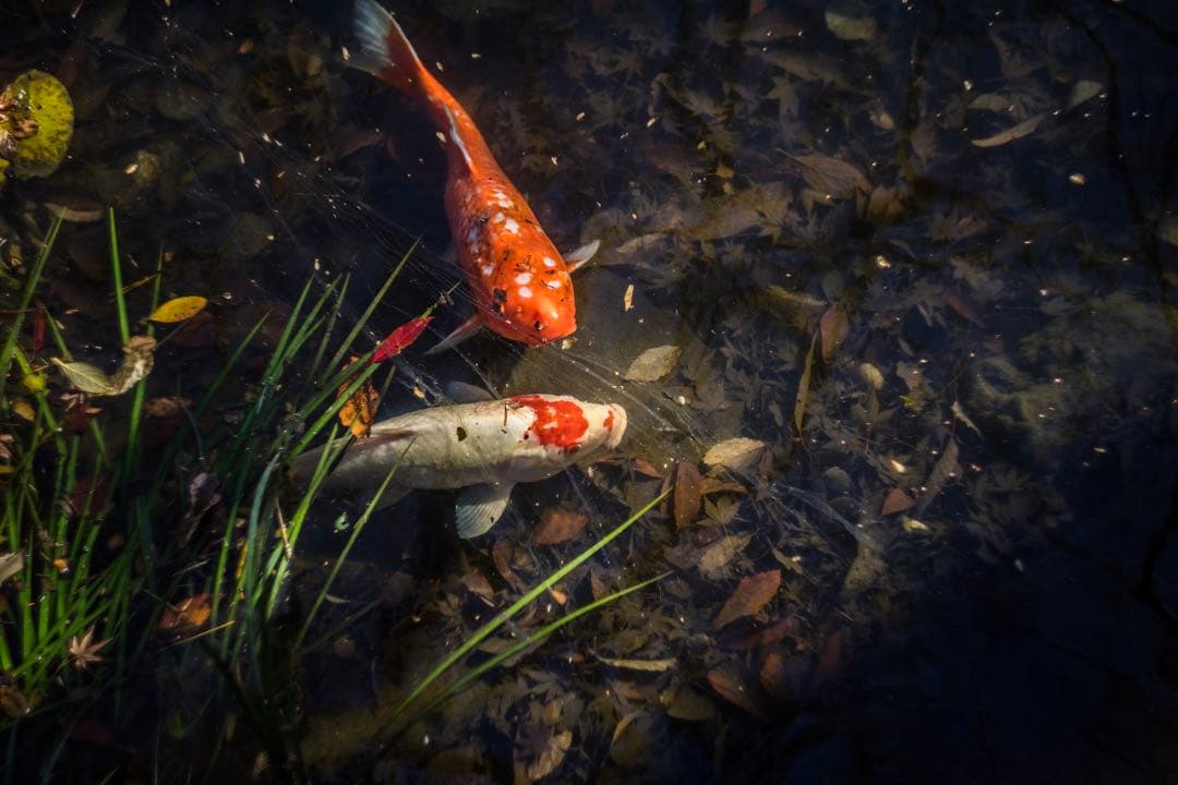 分解清掃済 Helios-44M 58mm f2 1