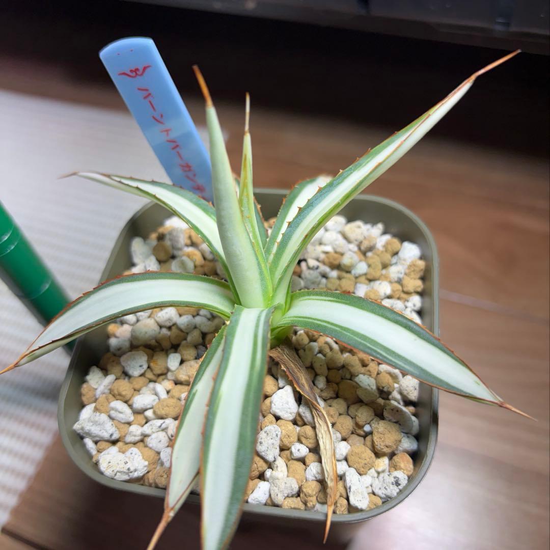 アガベ　激レア　バーントバーガンディ　白中斑