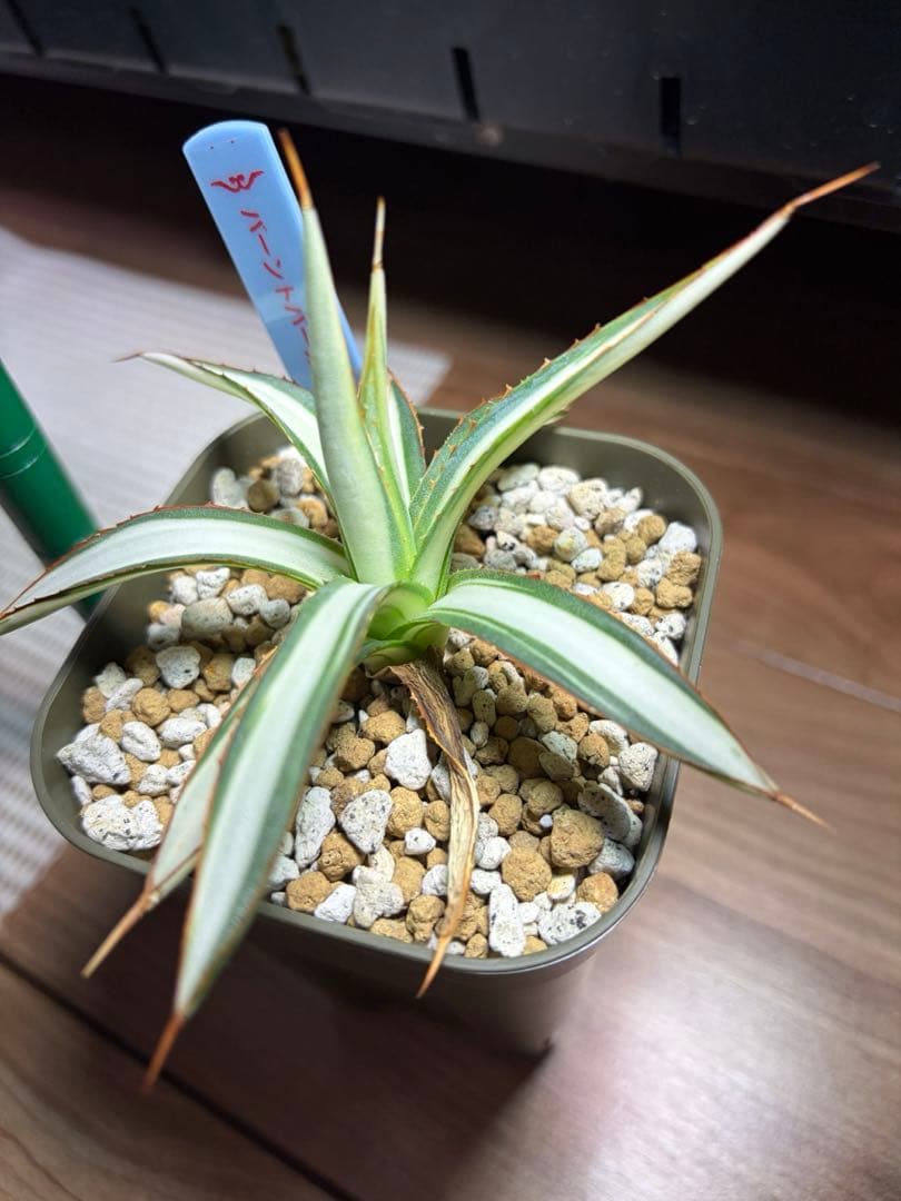 アガベ　激レア　バーントバーガンディ　白中斑