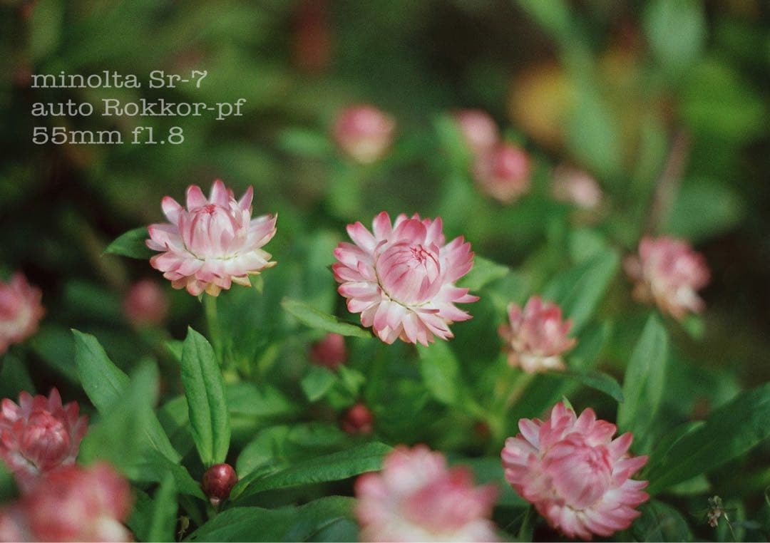 ★作例必見！完動品＊美品＊初期保証★minolta sr-7&緑のロッコール