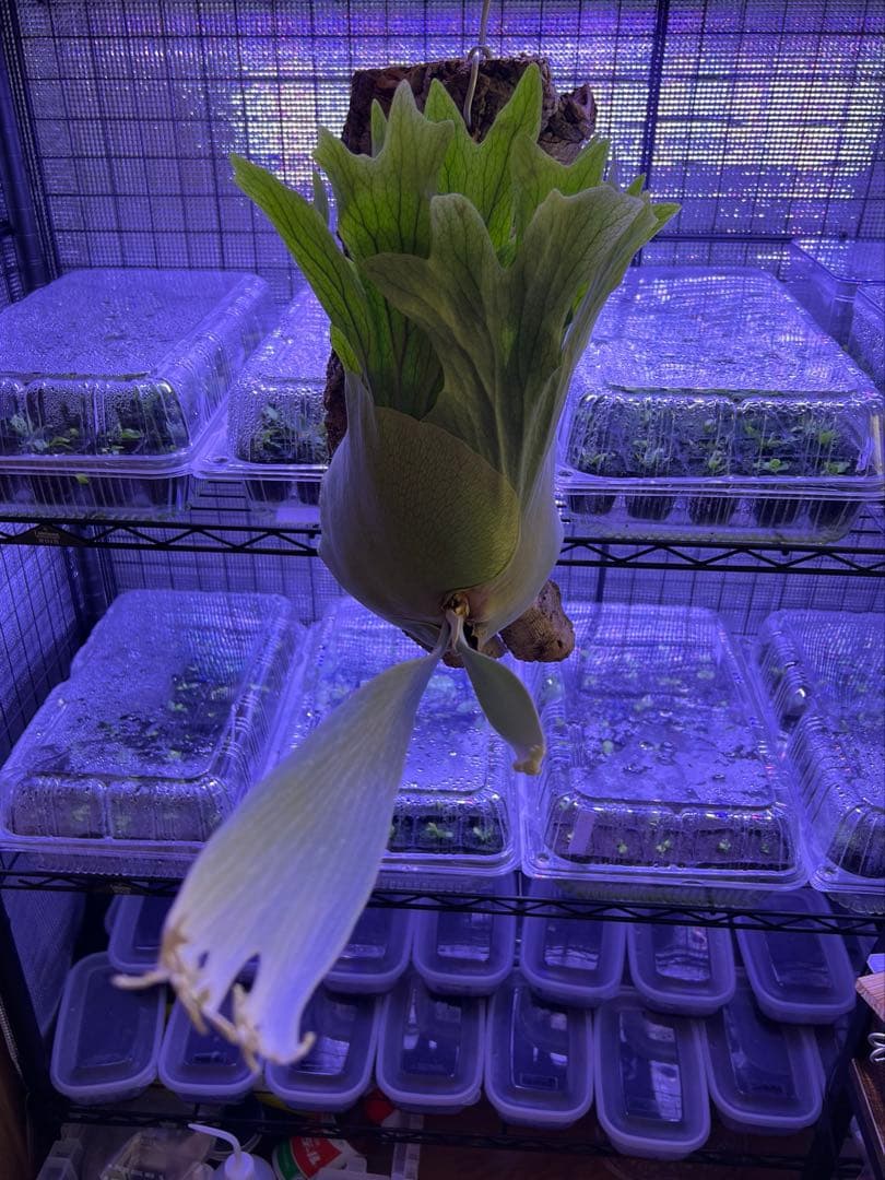 ビカクシダ Banna#A 大株 コルク付け