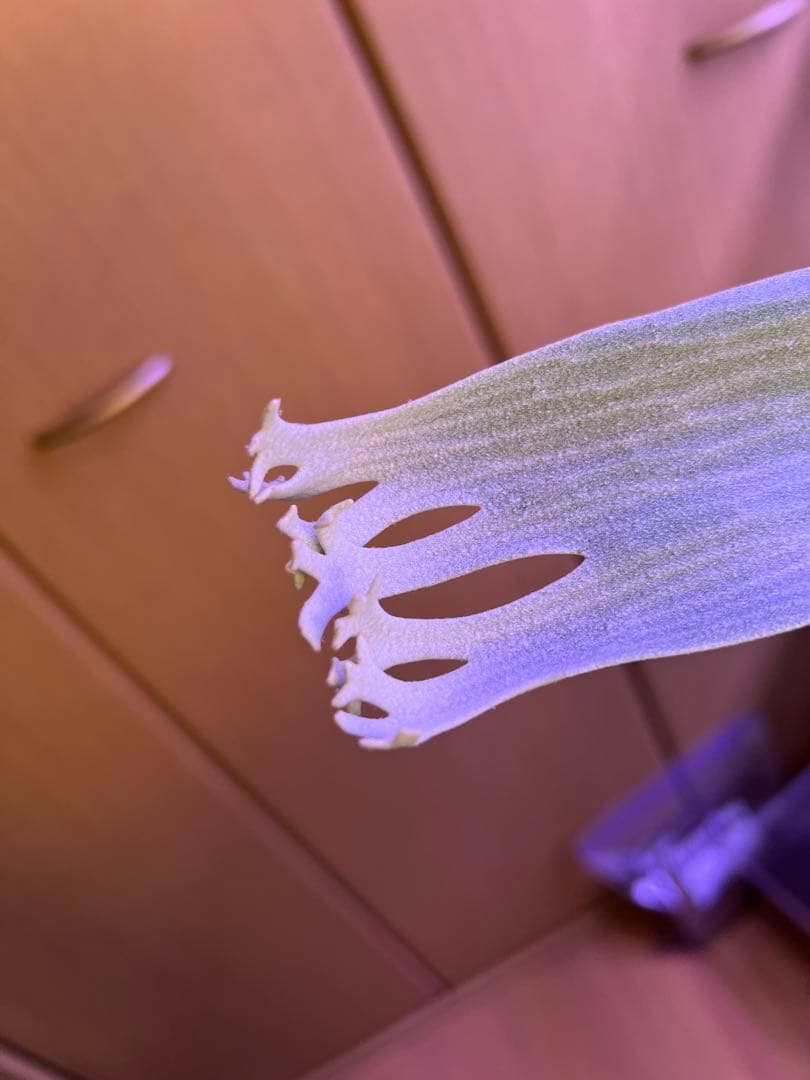 ビカクシダ Banna#A 大株 コルク付け