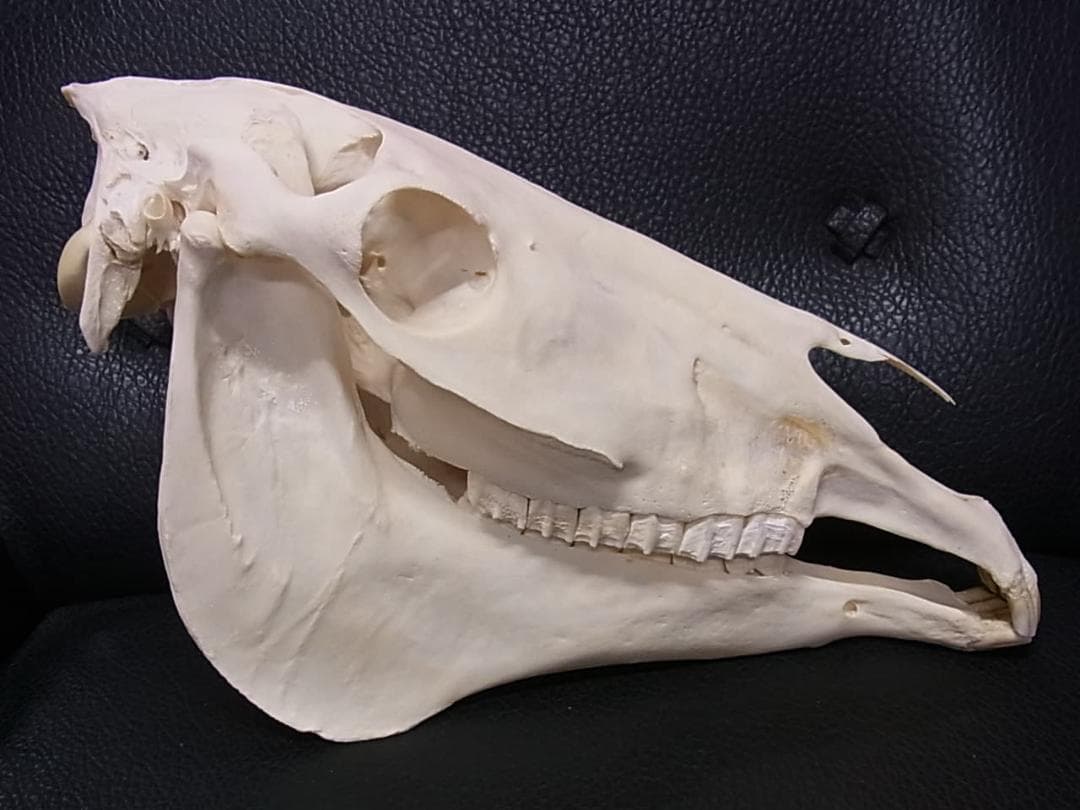 高品質！特大サイズ　イングリッシュ・サラブレッド　頭骨