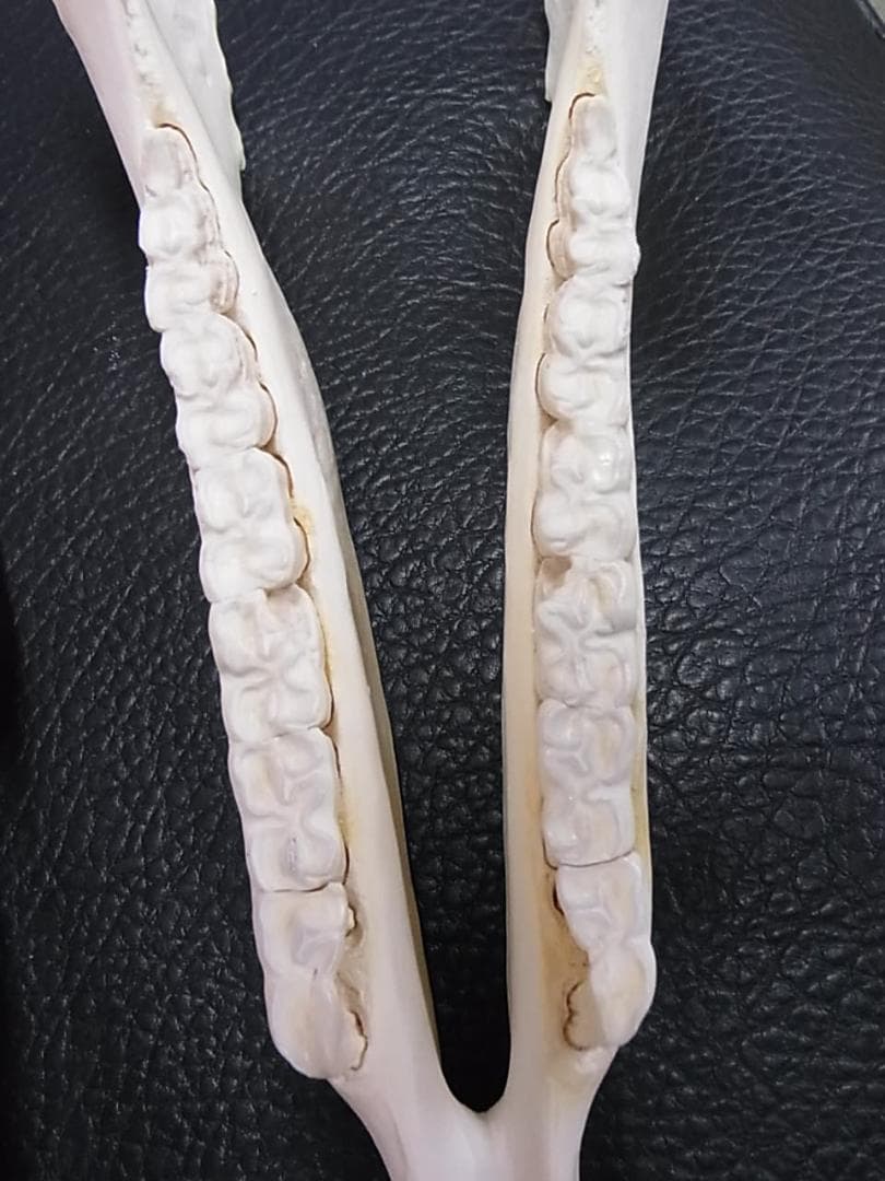 高品質！特大サイズ　イングリッシュ・サラブレッド　頭骨