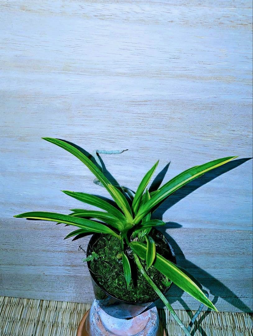 富貴蘭　建国錦