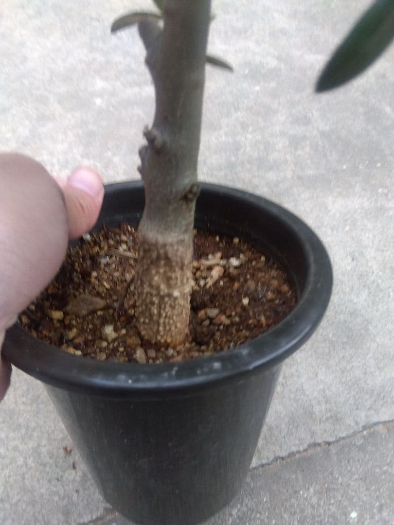 オリーブ　創樹　souju ピクアル　4号鉢つき 幹太❗　⑥