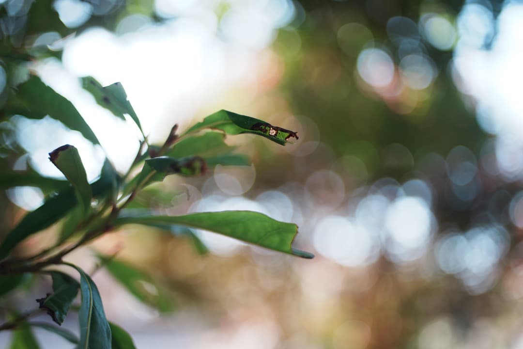 【極美品】動作◎ ニコン Nikkor-o Auto 35mm F2 839