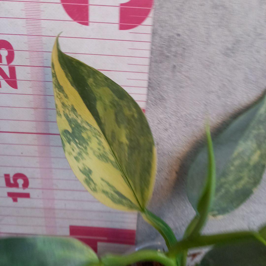 超希少 フィロデンドロン　シルバーソード斑入 (ハスタータム斑入)