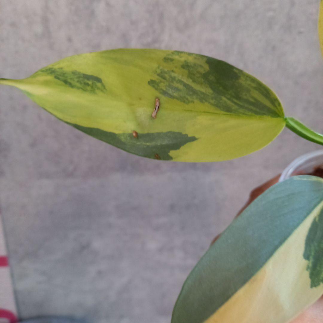 超希少 フィロデンドロン　シルバーソード斑入 (ハスタータム斑入)