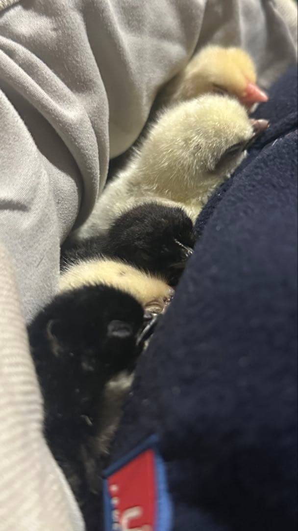 【受付用】結び卵　放し飼い有精卵　終生飼育