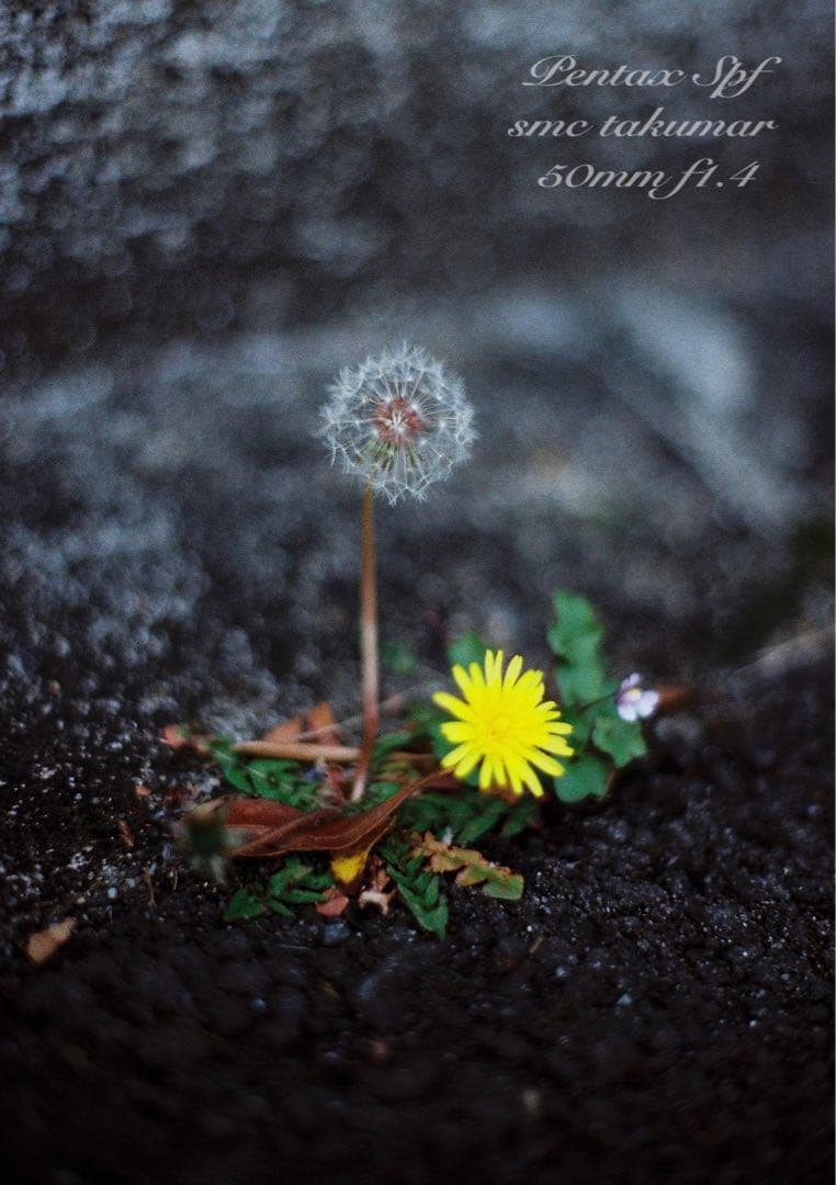 完動品＊美品＊pentax spf&名玉smc f1.4★作例多数★初期保証付き