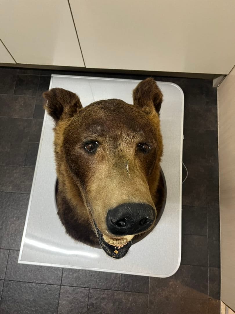 クマ　熊　ヒグマ　トロフィー　置物　剥製　大型