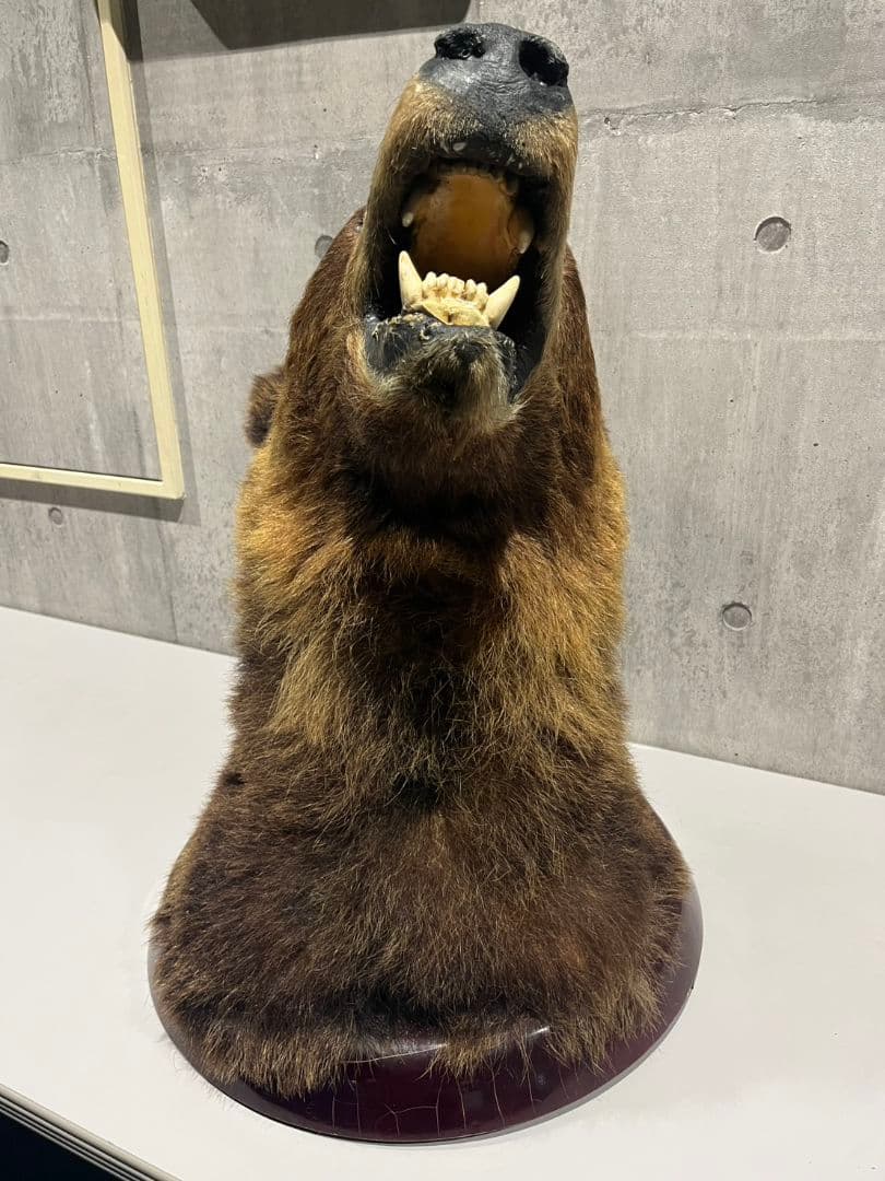 クマ　熊　ヒグマ　トロフィー　置物　剥製　大型