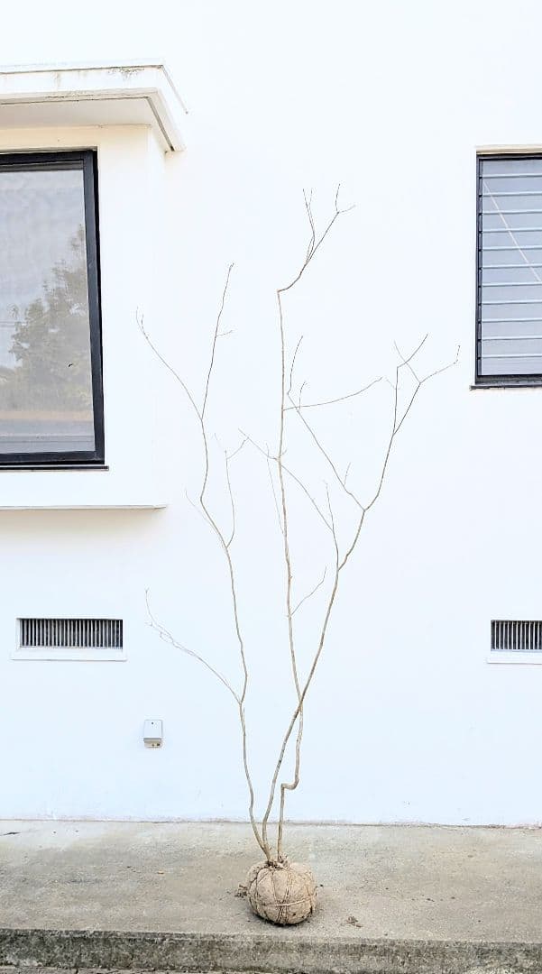 秀。山採りアオダモ。