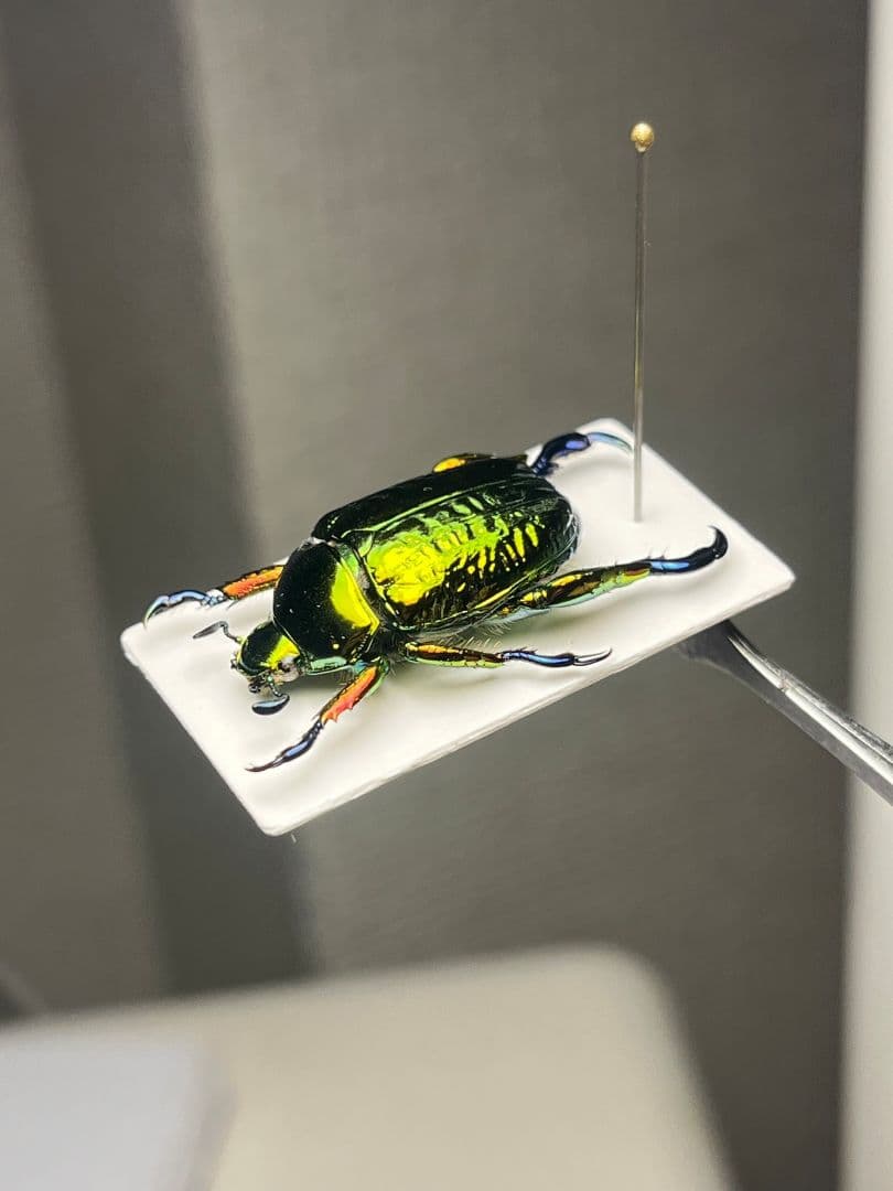 【属内最高峰】Pelidnota cyanitarsis　標本 プラチナコガネ