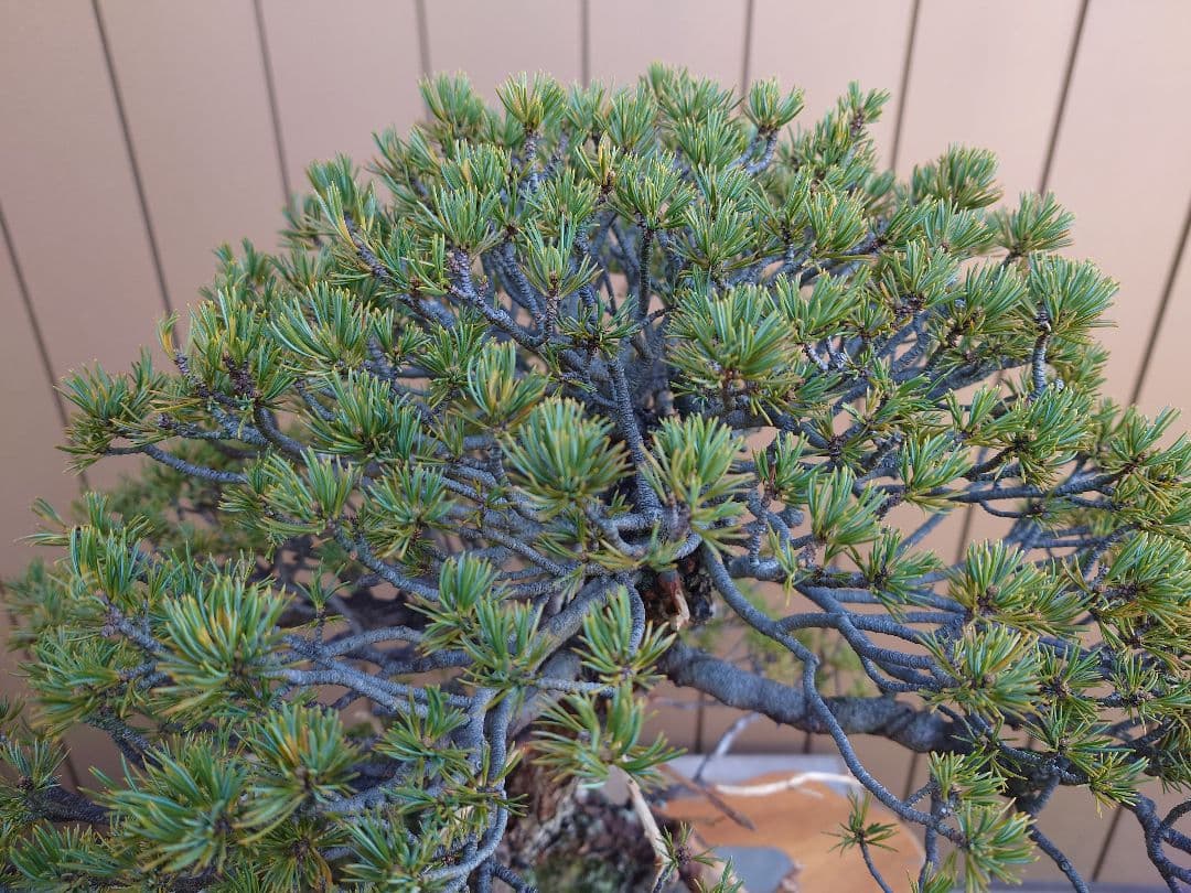 盆栽　九重　五葉松　石込52cm