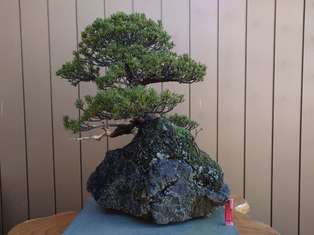盆栽　九重　五葉松　石込52cm