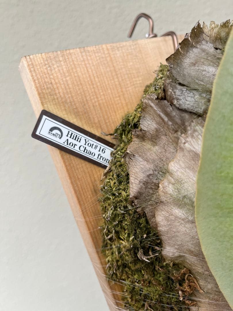 ビカクシダ platycerium hillii 'Aorchao' Yot#16