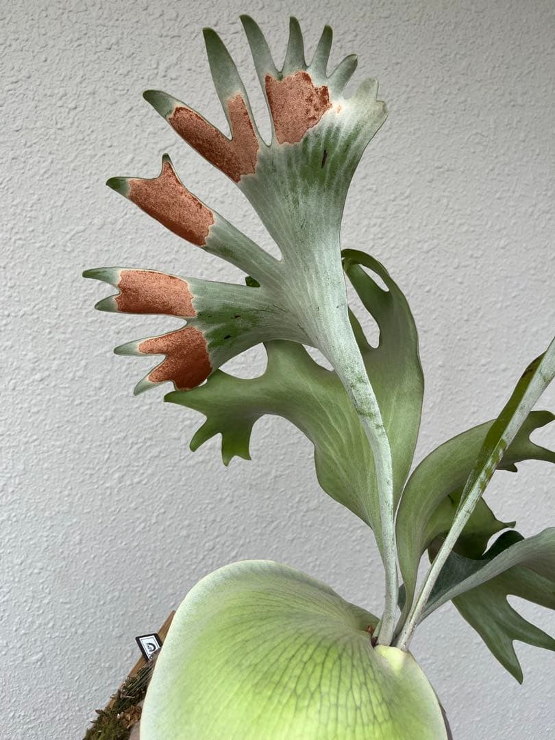 ビカクシダ platycerium hillii 'Aorchao' Yot#16