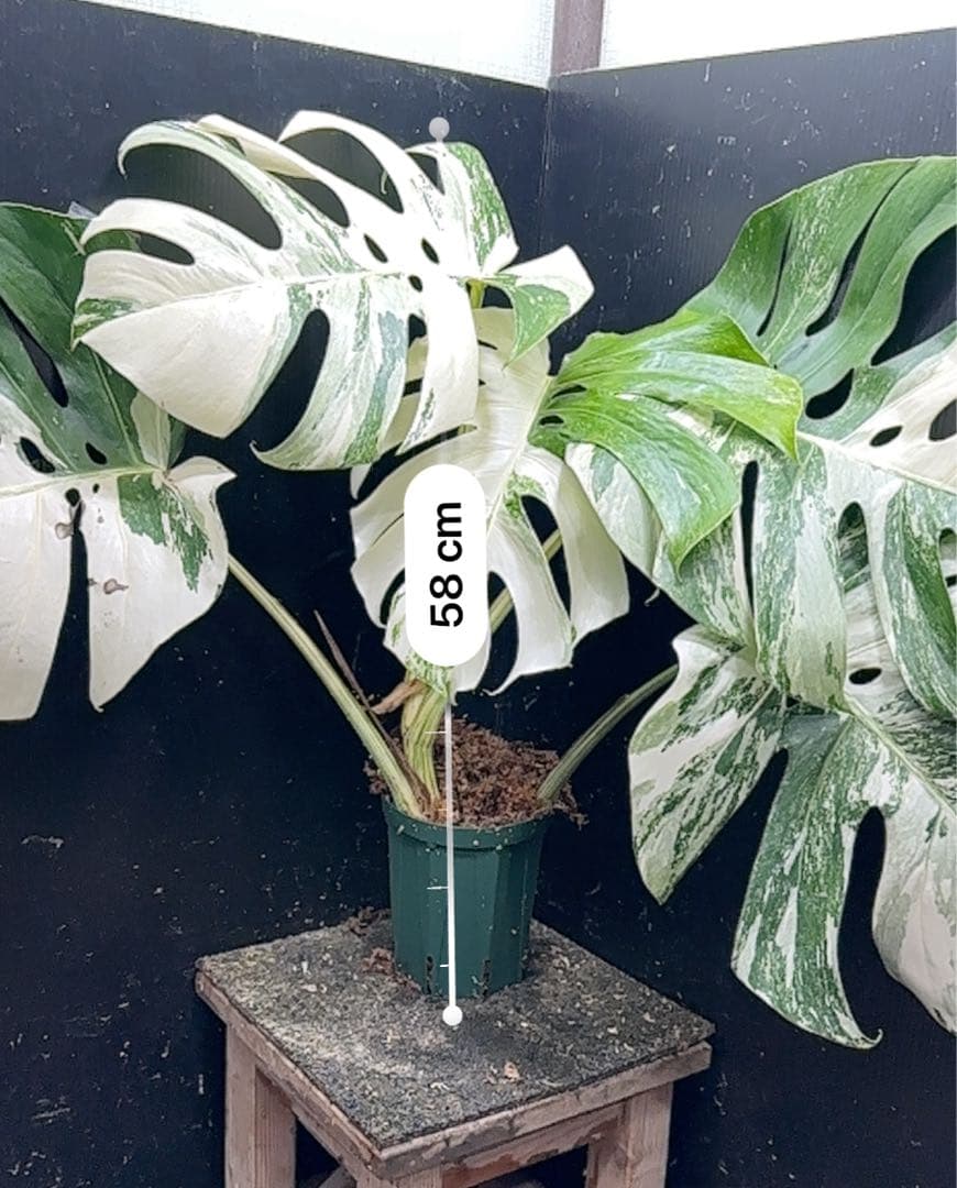 N*e様 斑入りモンステラ ホワイトタイガー極美大株58cm白斑多