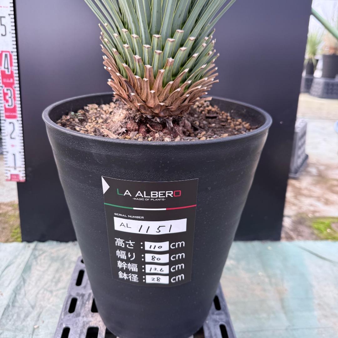 は*な様 【AL1151】ユッカ　ロストラータ　ランチョブルー　数量限定