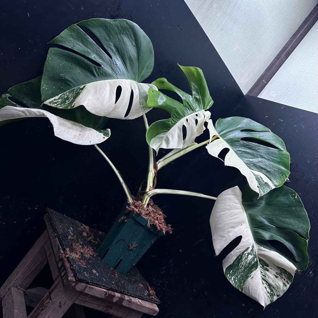 ★*★様 モンステラ斑入りハーフムーンホワイトタイガー極美斑入り　　 55cm