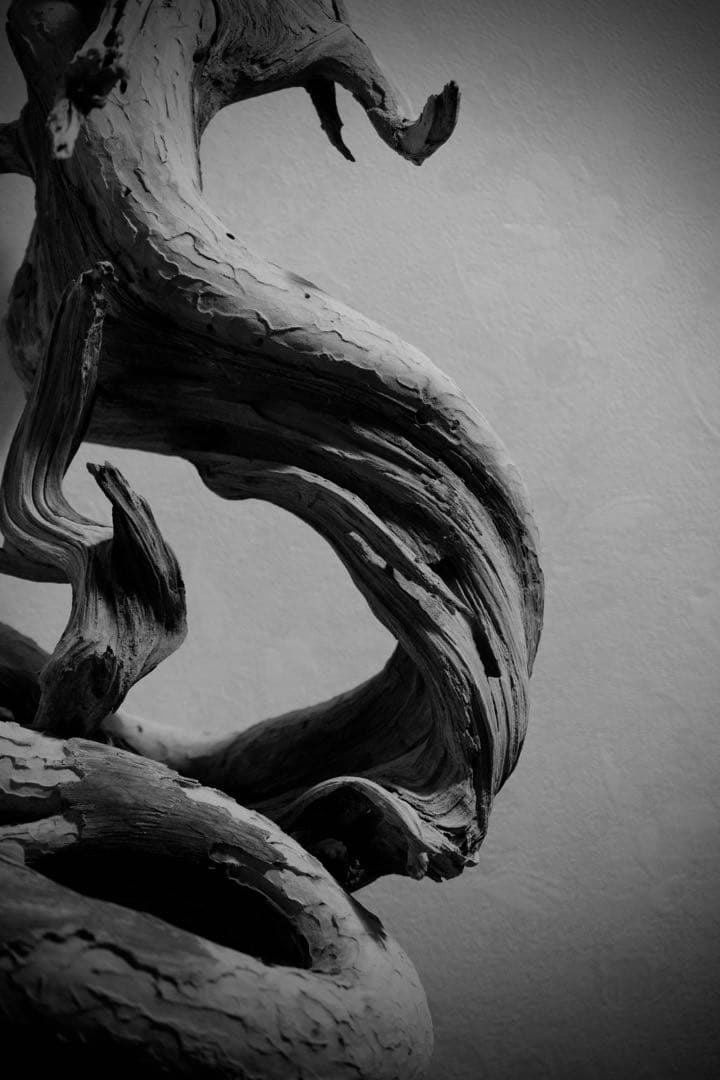 糸魚川真柏 山採り 枯木素材 「龍」 樹齢200年 置物 盆栽飾り 約70cm