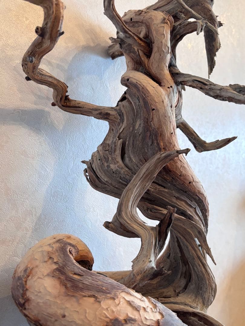 糸魚川真柏 山採り 枯木素材 「龍」 樹齢200年 置物 盆栽飾り 約70cm