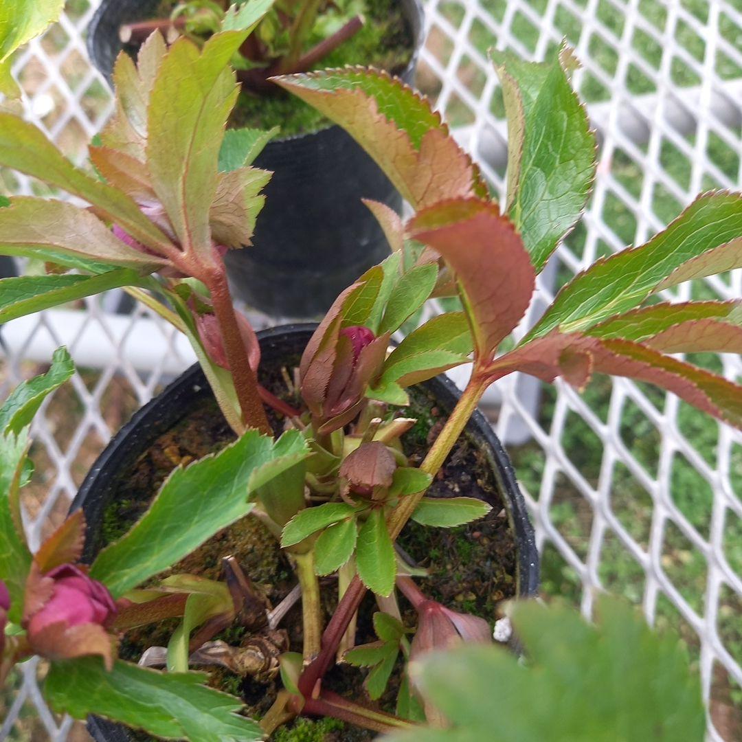 可愛いお花畑♪春色♪4個セット！クリスマスローズ、苗、開花株