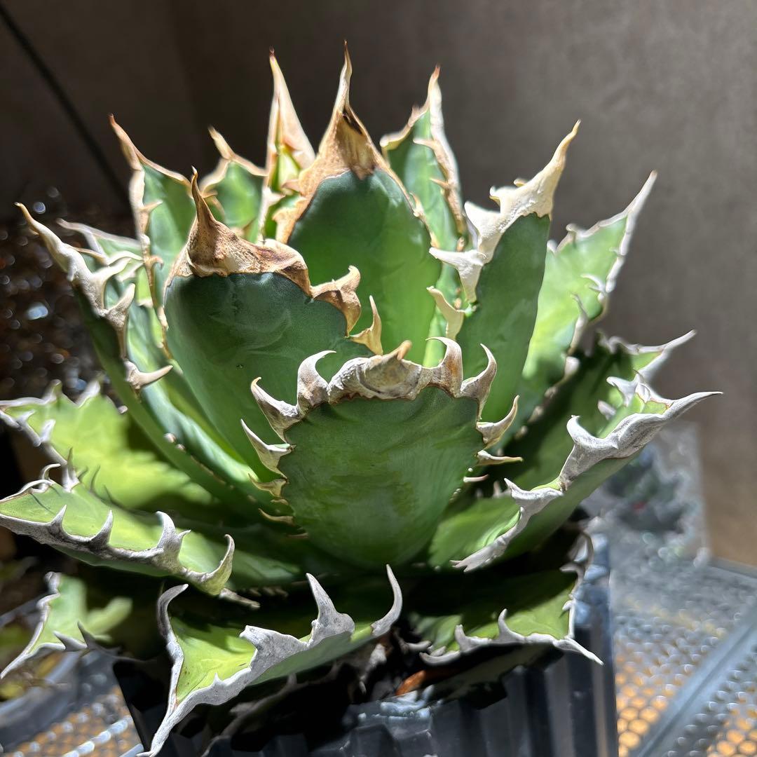 アガベ　チタノタ　レッドキャッドウィーズル　赤猫　ゴリ猫　コレクション