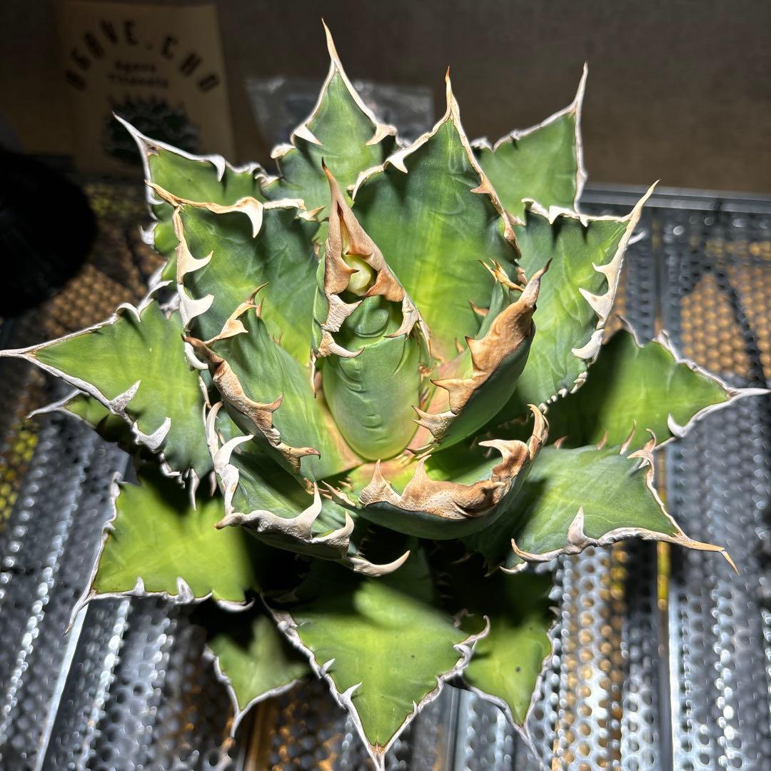 アガベ　チタノタ　レッドキャッドウィーズル　赤猫　ゴリ猫　コレクション