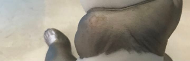 未使用品　リヤドロ　リトルパンダ