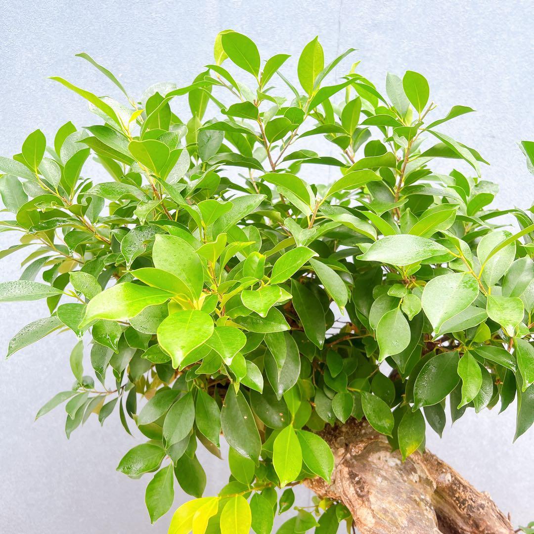現品　ガジュマル　尖閣ガジュマル　センカクガジュマル　古木　観葉植物　インテリア